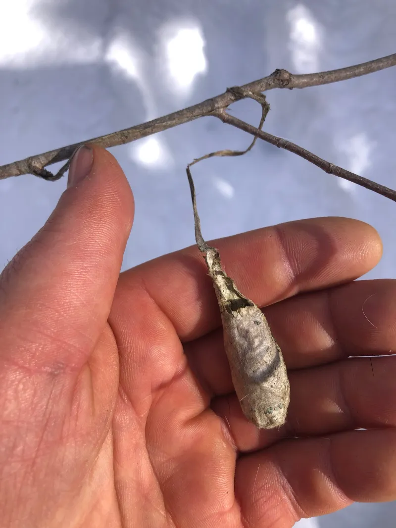 Which giant silk moth fits a hanging cocoon?