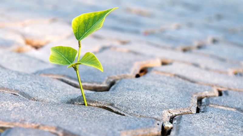Small, young weeds are more vulnerable