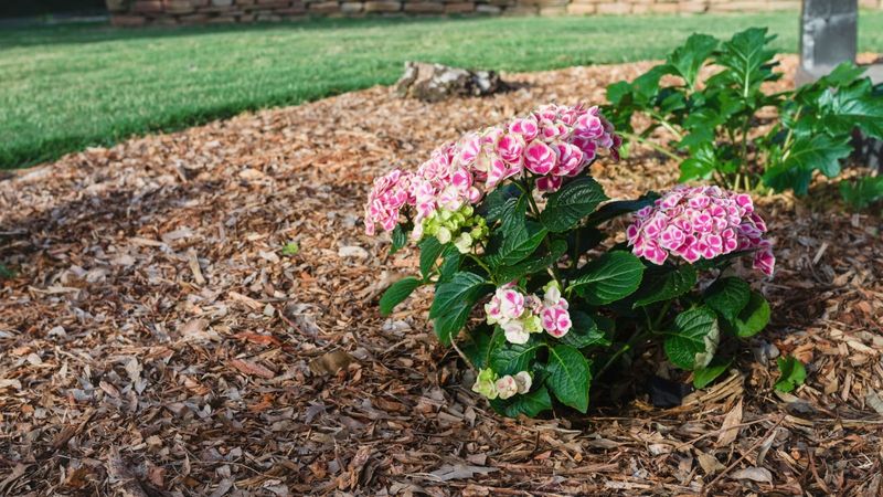 Mulch to Lock In Moisture