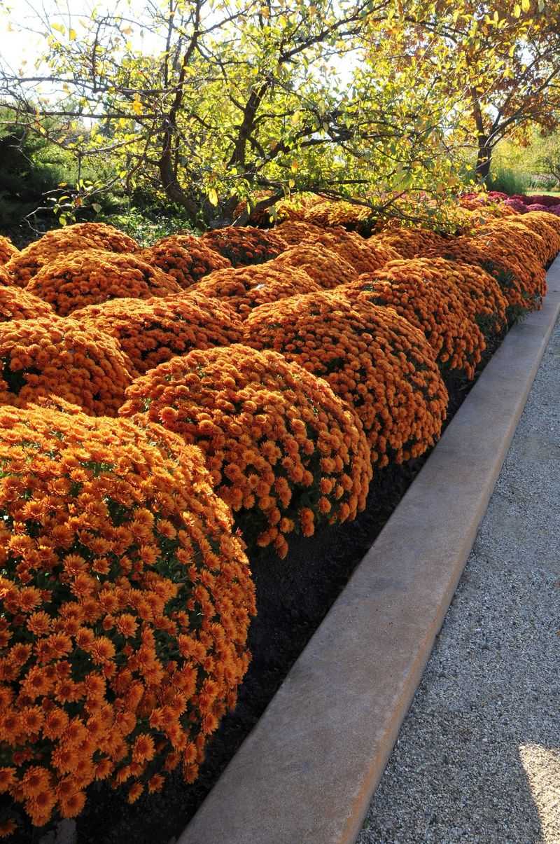 Marigold-Alternative Chrysanthemum
