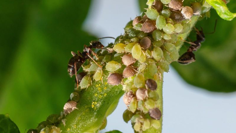 Aphid Colonies Sucking the Tips