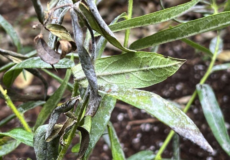 Leaving Diseased Leaves Behind