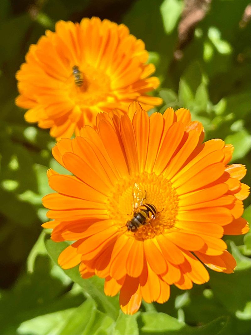 Calendula