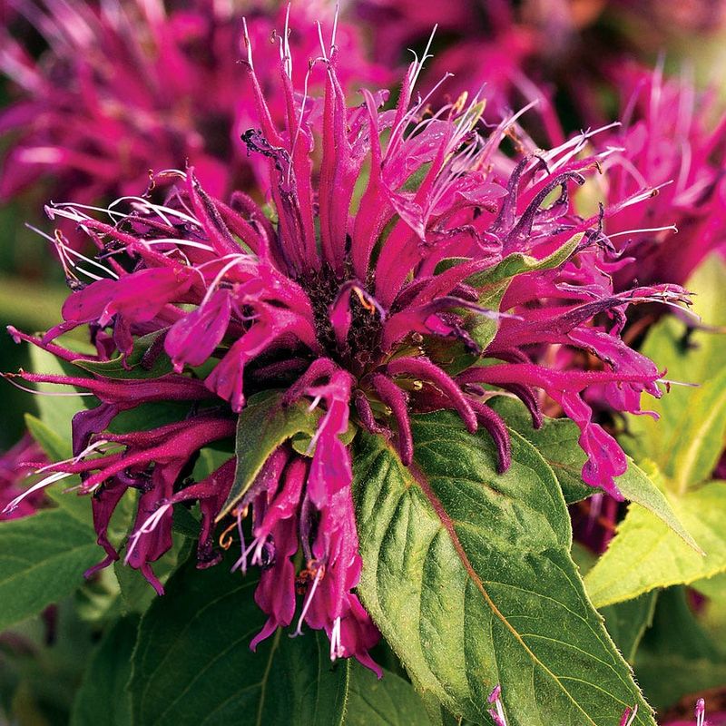 Bee Balm (Monarda)