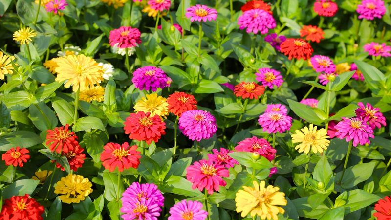 Zinnias