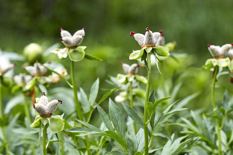 Know what deadheading can and cannot do