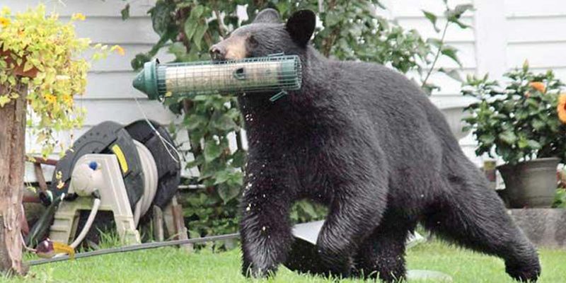 Secure food attractants after the bear leaves