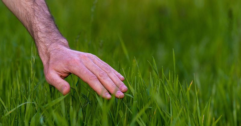 Settle the surface and repair turf on the right schedule