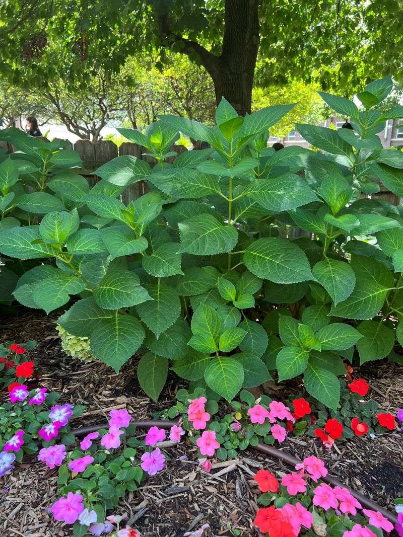 Avoid High-Nitrogen Fertilizers