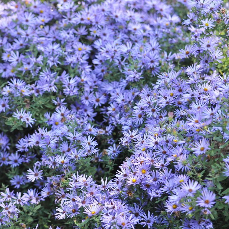Aromatic Aster