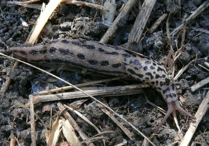 Slugs and snails are among its documented foods