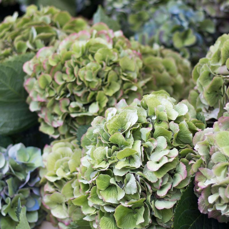 Natural Aging of Blooms