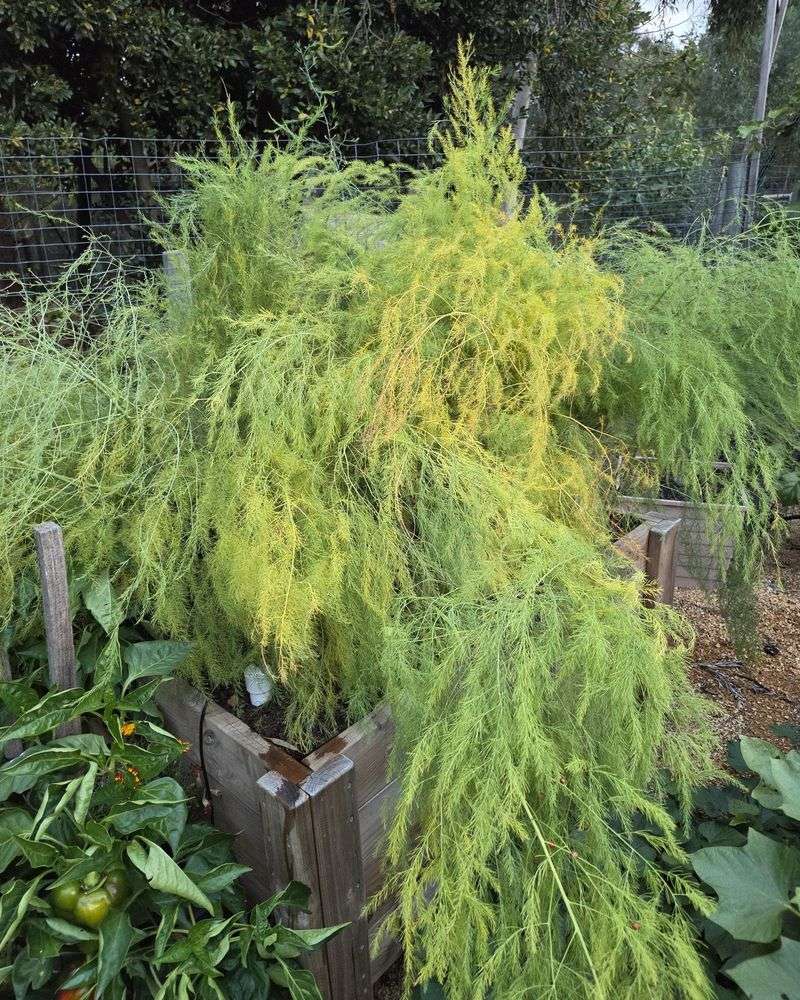 Why Green Ferns Need Time to Age
