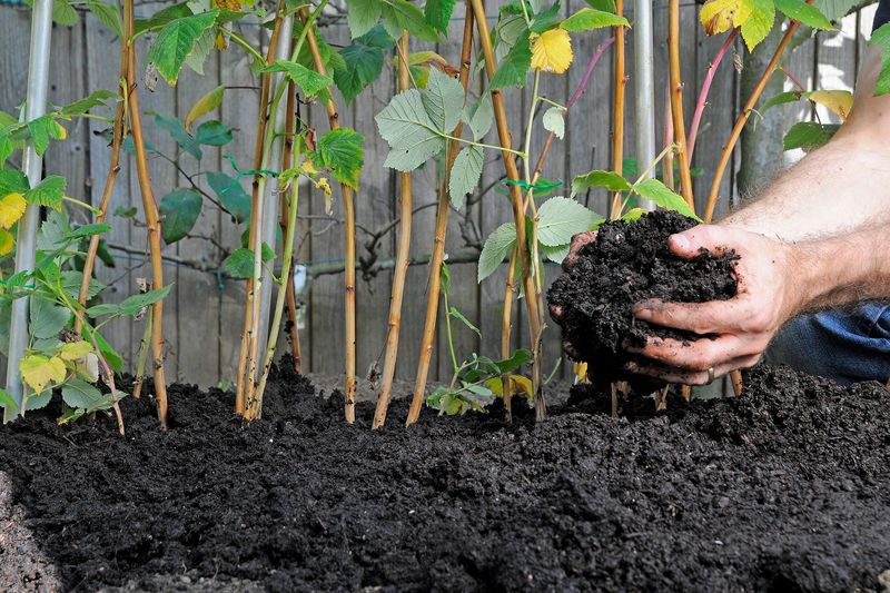 Well-Rotted Manure