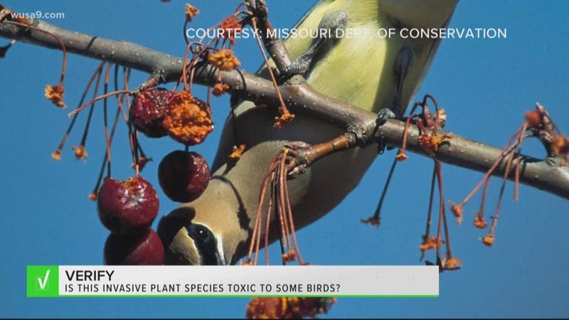 The cedar waxwing cases explain the warning without making it absolute