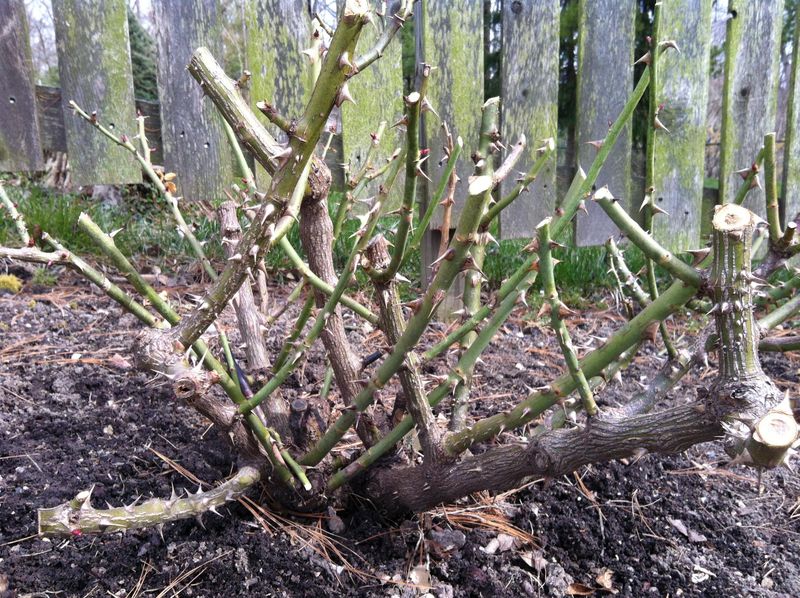 Late October is not a statewide pruning deadline
