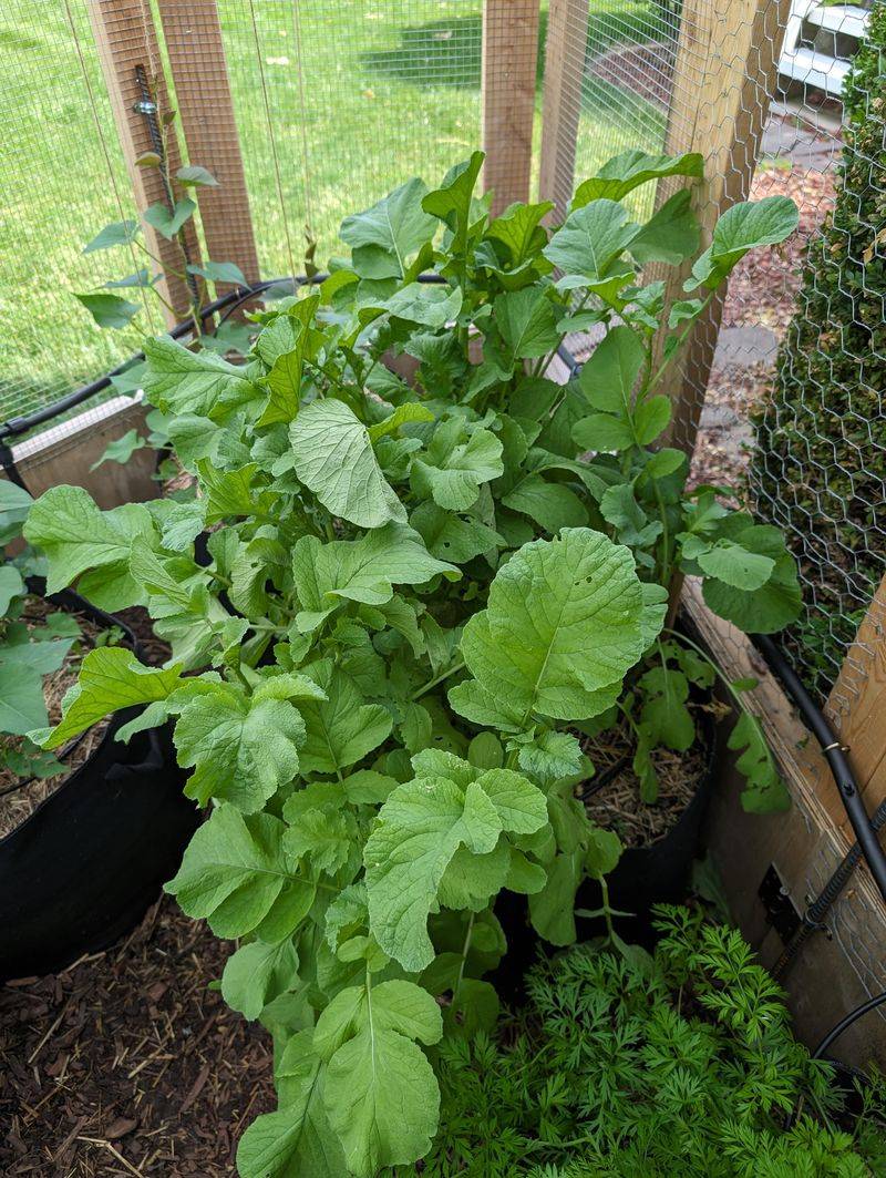 Lush foliage is a clue, not a diagnosis