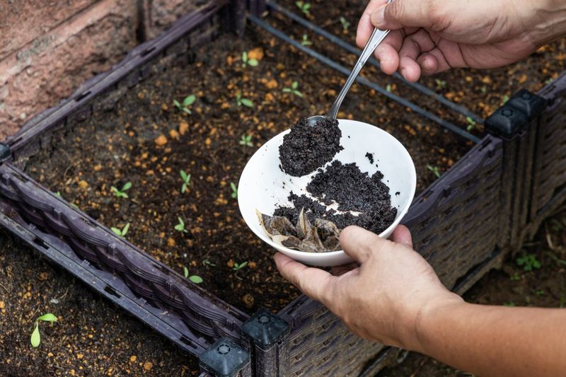 Coffee Grounds