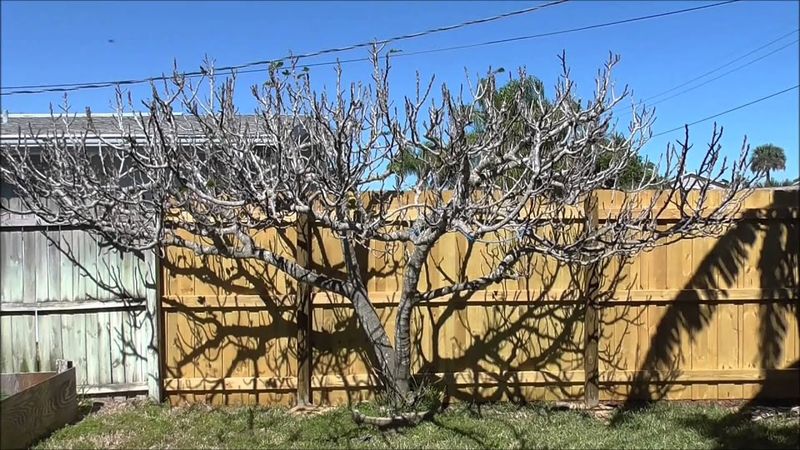 Ensure Adequate Dormancy (Chilling Hours)