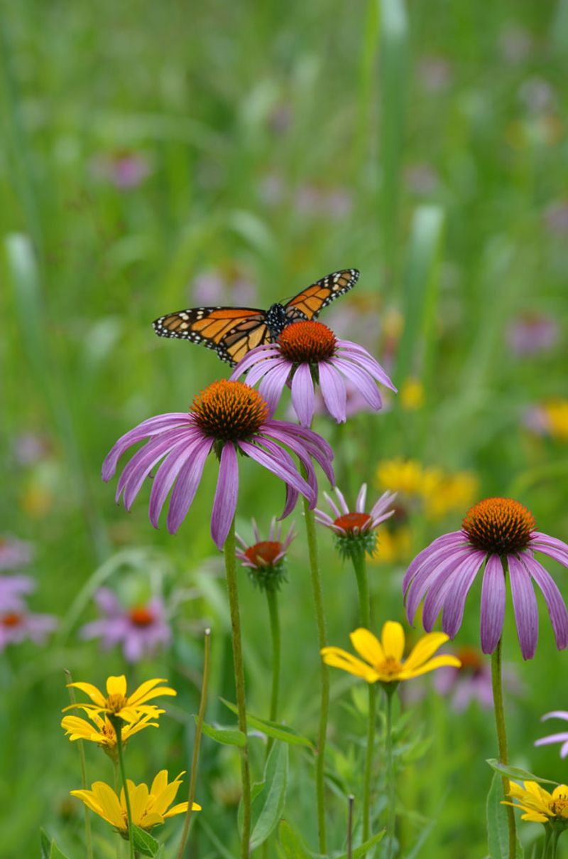 Coneflowers (Echinacea)