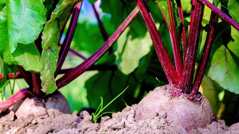 Beets