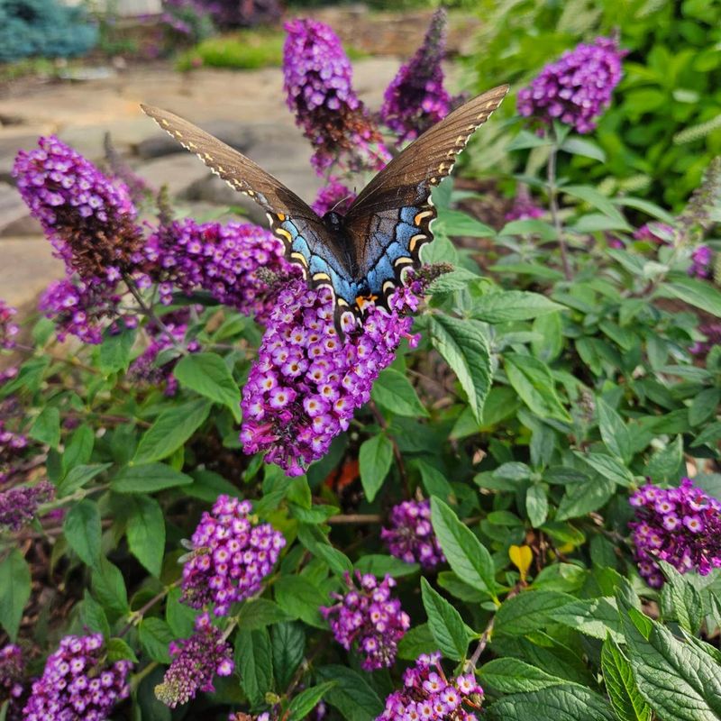 Butterfly Bush (Buddleia)