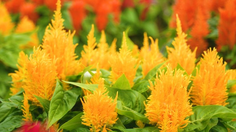 Celosia