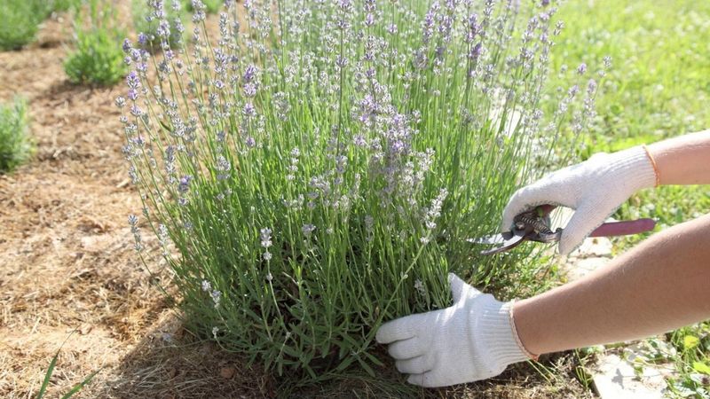 Keep fertility modest and maintenance restrained