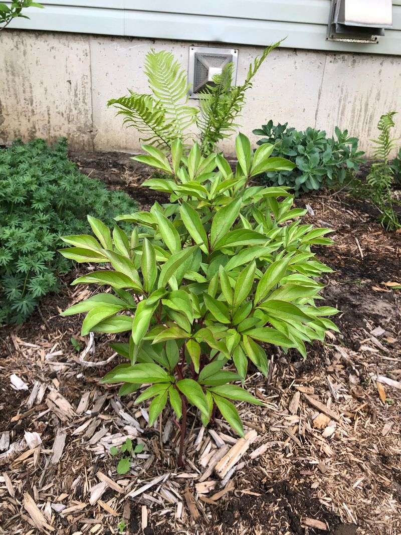 Practice Patience with Young or Transplanted Peonies