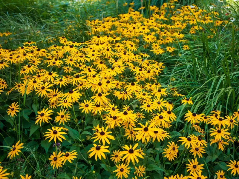 Start with the right Rudbeckia