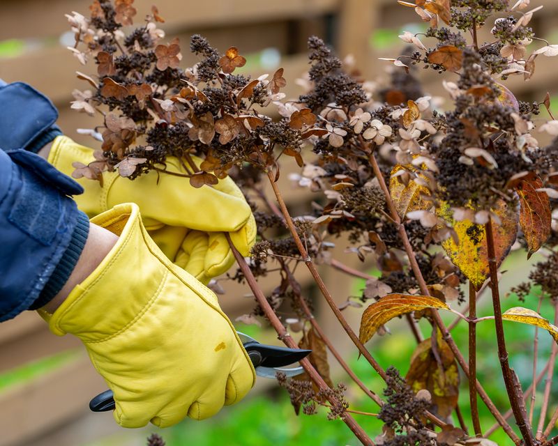 Prune New-Wood Bloomers Correctly