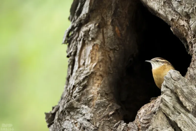 One nest site can solve several problems at once