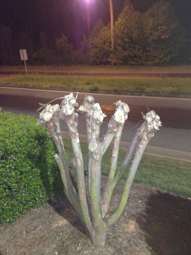 The August deadline is not a universal pruning rule