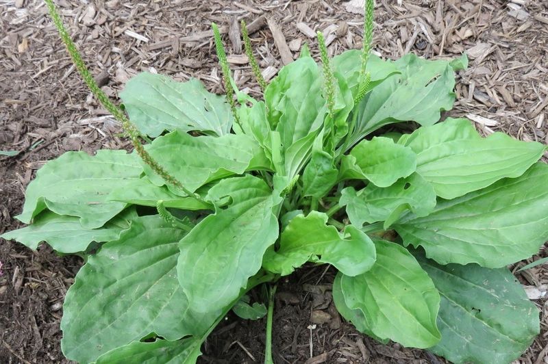 Young leaves have a food history, but a sidewalk is no guarantee
