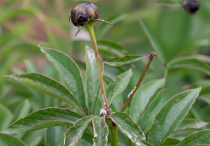 Garlic chives cannot replace peony disease and pest care