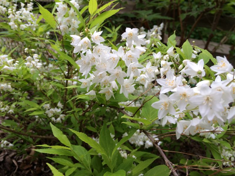 Deutzia