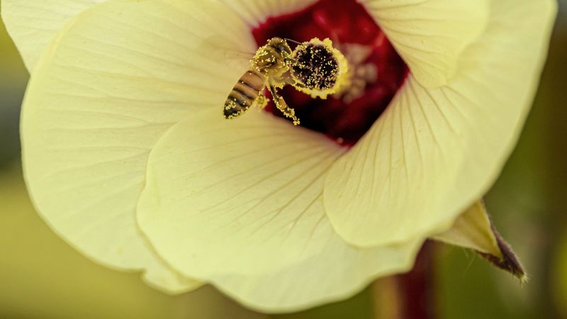 Draws Bees and Butterflies to Your Yard