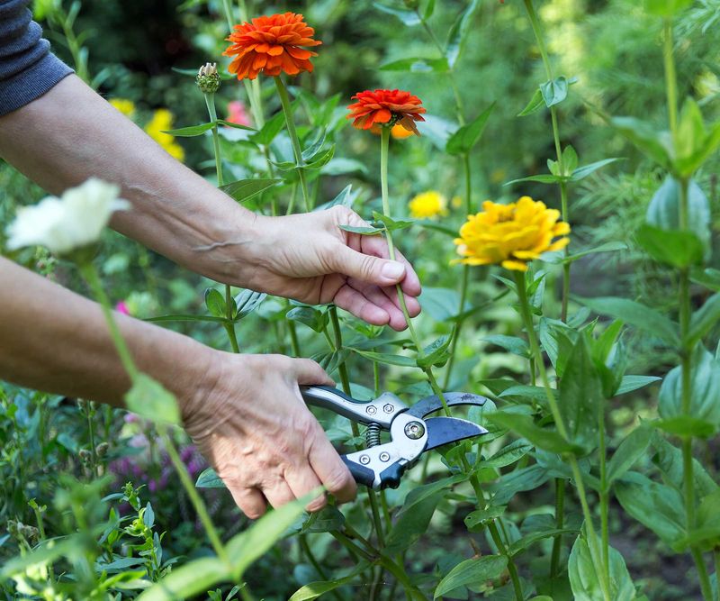 Check the Plants Every Week While They Flower