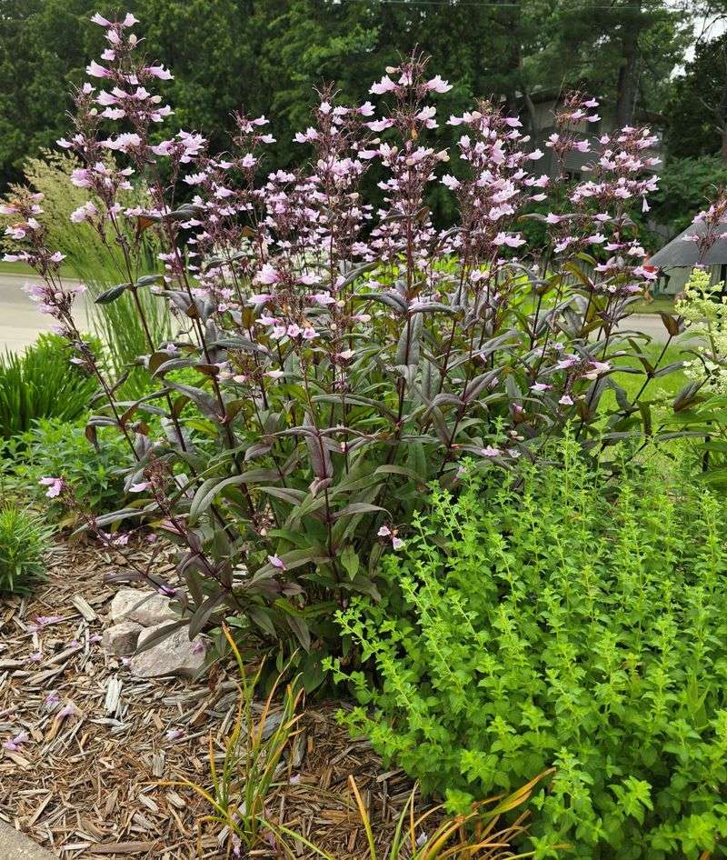 Penstemons (Beardtongue)
