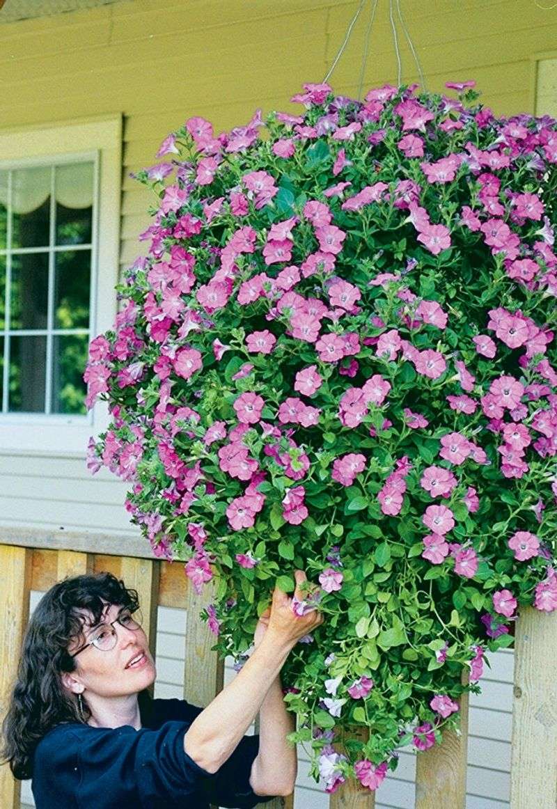 Petunia