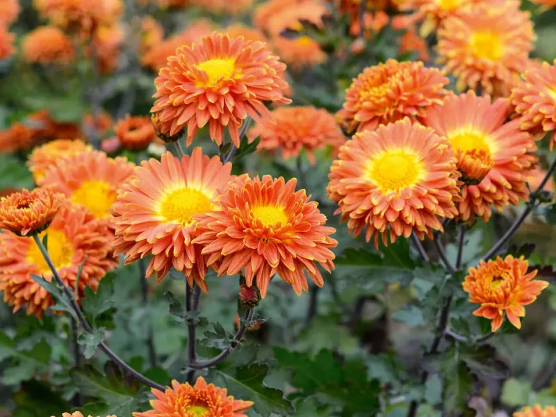 Hardy Chrysanthemum (Garden Mum)
