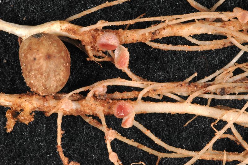 Clover fixes nitrogen with help from bacteria