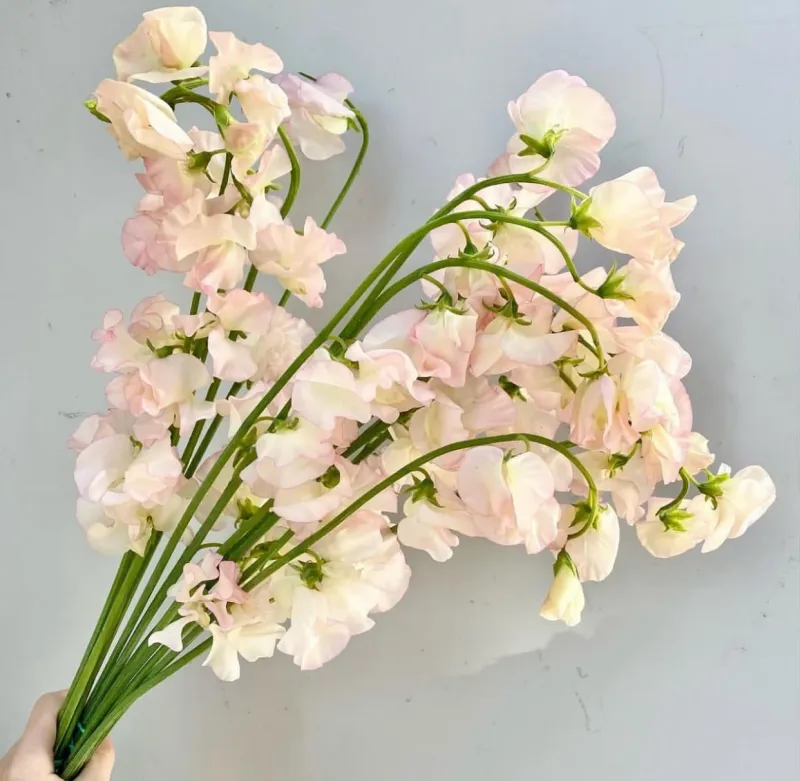Sweet Peas