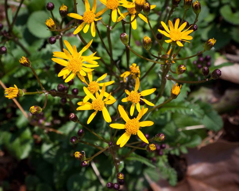 Golden Ragwort