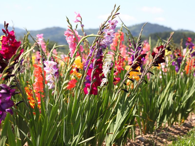 Give next summer’s flowers a better chance