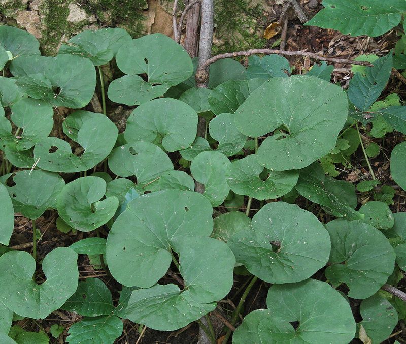 Wild Ginger (Asarum canadense and Hexastylis species)