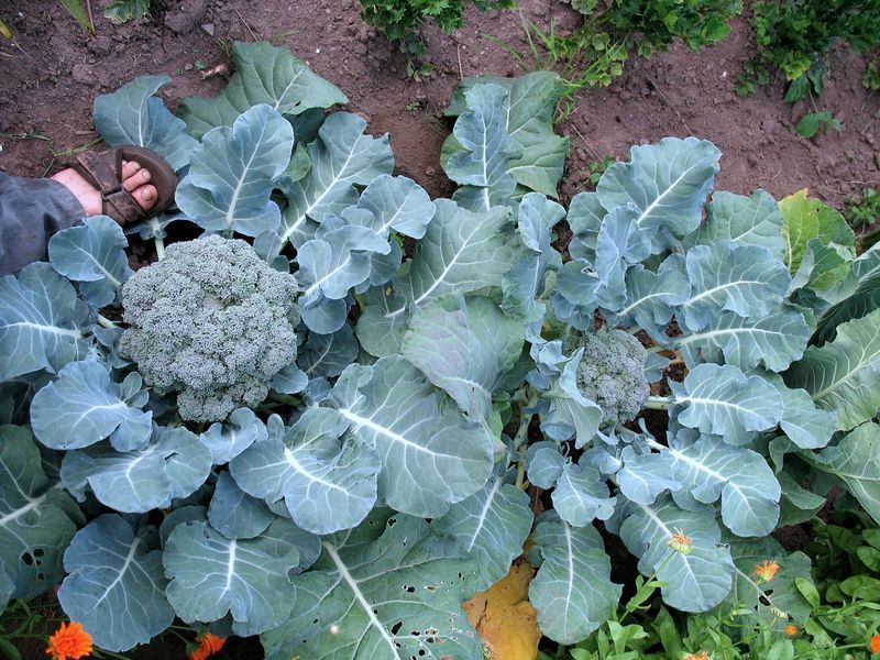 Match the cultivar and transplant age to the season