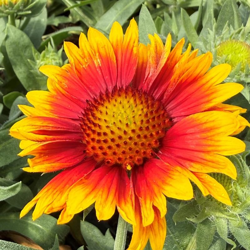 Blanket Flower (Gaillardia)