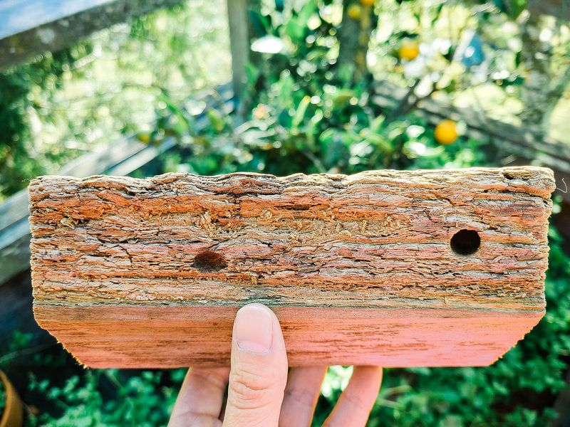 Wood maintenance prevents new excavation without erasing old tunnels