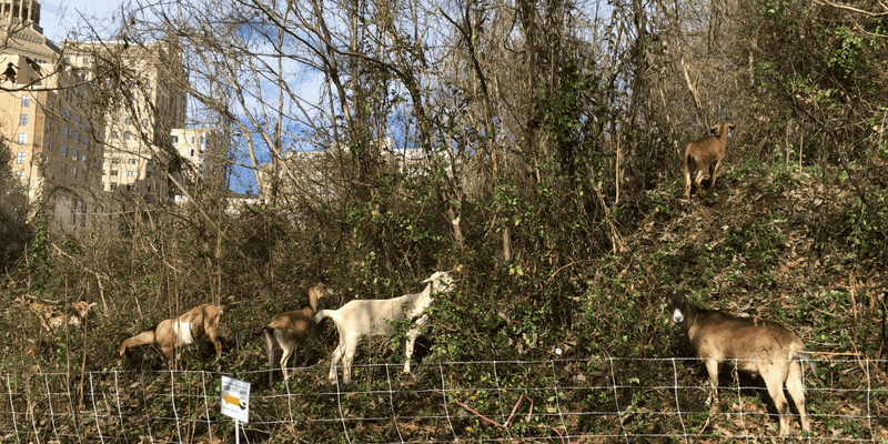 What goats reduce—and what they may leave behind